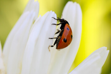 Ladybug Daisy Petal 08