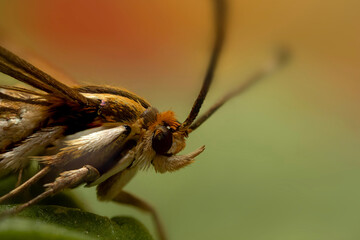 An insect photographed in its natural habitat. Natural background. High detail and sharpness.