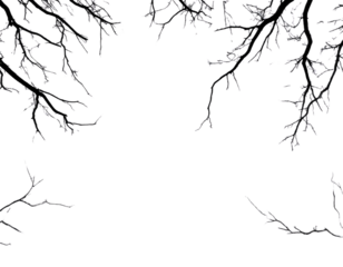 Black and white drawing of tree branches on a transparent background, with simple lin
