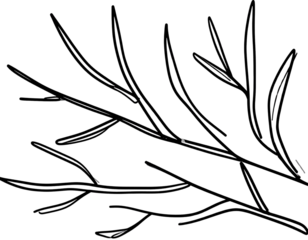 Black and white drawing of tree branches on a transparent background, with simple lin 