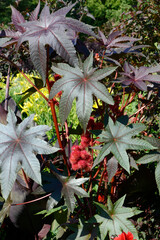 Wunderbaum, Rizinus,  Ricinus communis