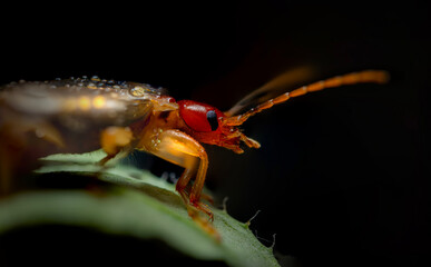 An insect photographed in its natural habitat. Natural background. High detail and sharpness. European earwig. 