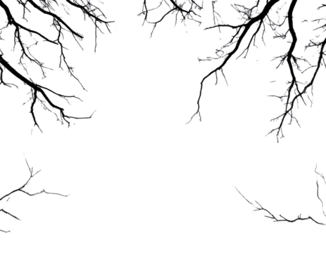 Black and white drawing of tree branches on a transparent background, with simple lin