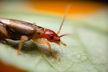 An insect photographed in its natural habitat. Natural background. High detail and sharpness. European earwig. 