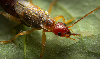 An insect photographed in its natural habitat. Natural background. High detail and sharpness. European earwig. 