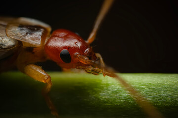 An insect photographed in its natural habitat. Natural background. High detail and sharpness....