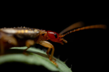 An insect photographed in its natural habitat. Natural background. High detail and sharpness. European earwig. 