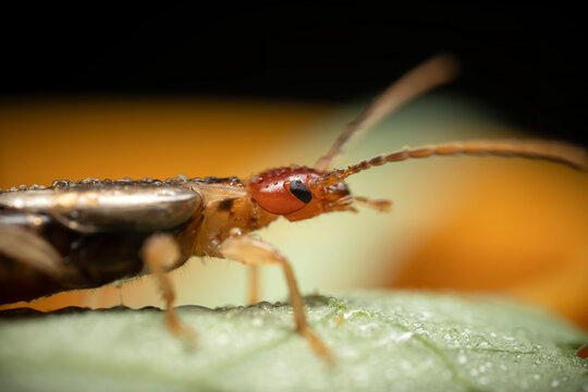 An insect photographed in its natural habitat. Natural background. High detail and sharpness. European earwig. 