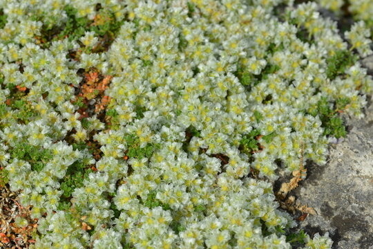Thymianbl&auml;ttrige Mauermiere, Paronychia kapela ssp. Serpyllifolia