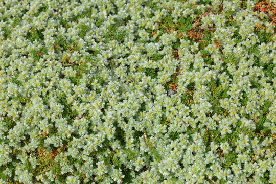 Thymianbl&auml;ttrige Mauermiere, Paronychia kapela ssp. Serpyllifolia