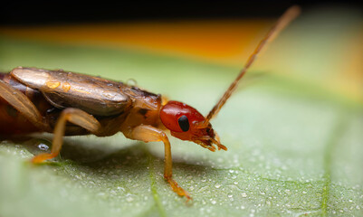 An insect photographed in its natural habitat. Natural background. High detail and sharpness....