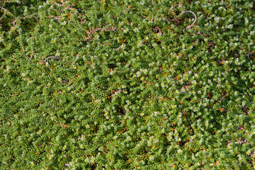 Thymianblättrige Mauermiere, Paronychia kapela ssp. Serpyllifolia