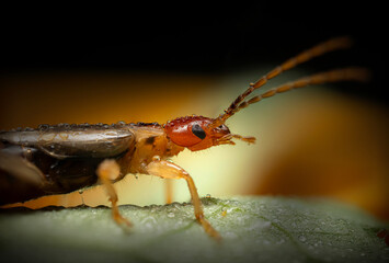 An insect photographed in its natural habitat. Natural background. High detail and sharpness. European earwig. 