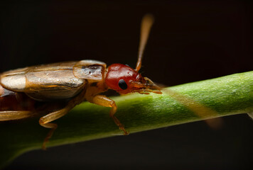 An insect photographed in its natural habitat. Natural background. High detail and sharpness. European earwig. 