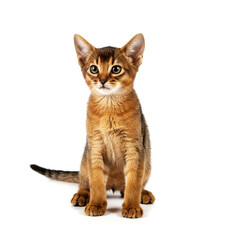Obraz premium Abyssinian kitten posing on white background
