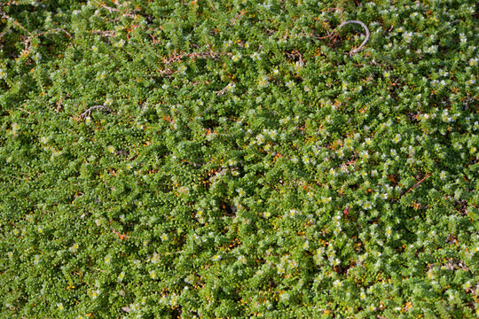 Thymianbl&auml;ttrige Mauermiere, Paronychia kapela ssp. Serpyllifolia