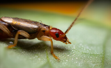An insect photographed in its natural habitat. Natural background. High detail and sharpness....