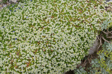 Thymianblättrige Mauermiere, Paronychia kapela ssp. Serpyllifolia