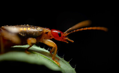 An insect photographed in its natural habitat. Natural background. High detail and sharpness. European earwig. 