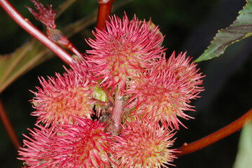 Wunderbaum, Rizinus,  Ricinus communis