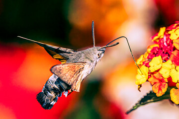 Hummingbird hawk-moth