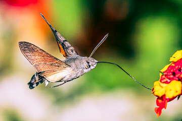 Hummingbird hawk-moth