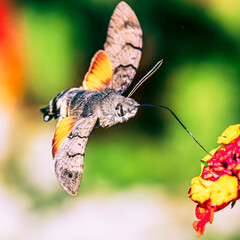 Hummingbird hawk-moth