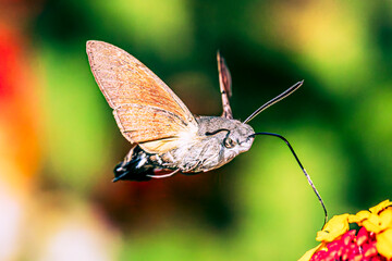 Hummingbird hawk-moth