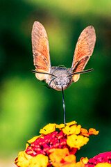 Hummingbird hawk-moth