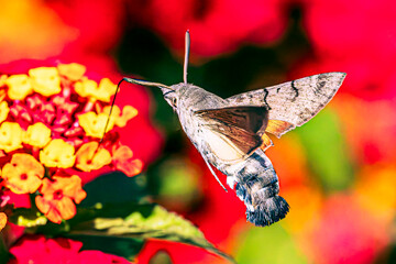 Hummingbird hawk-moth