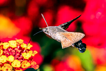 Hummingbird hawk-moth