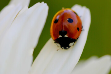 Seven Spotted Ladybug 04