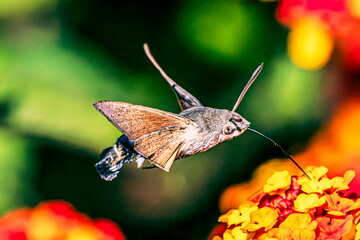 Hummingbird hawk-moth