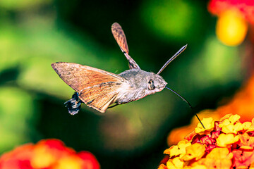 Hummingbird hawk-moth