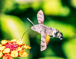 Hummingbird hawk-moth