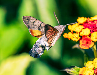 Hummingbird hawk-moth