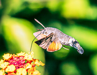 Hummingbird hawk-moth