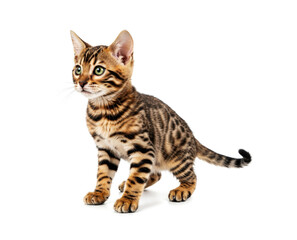 Bengal kitten posing on white background