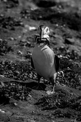 Puffin with a beak full of sand eels looking for its burrow