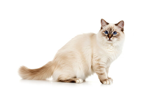 Birman cat posing on white background