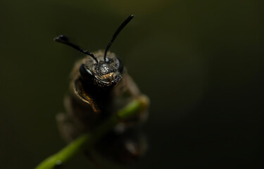 Close-up photo of a bee. Colorful nature background. 