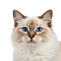 Fototapeta premium Close-up portrait Birman cat on white background