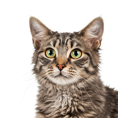Close-up portrait LaPerm cat on white background