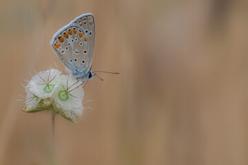 Butterfly. Colorful nature background. Polyommatus amandus. Amanda blue.
