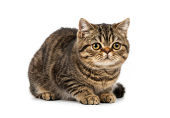 Obraz premium Exotic Shorthair cat isolated on white background