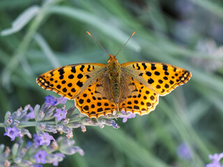 Queen of Spain Fritillary - Issoria lathonia butterfly resting on lavender flowers in a garden during warm afternoon sunlight