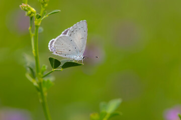 Butterfly. Colorful nature background. Polyommatus amandus. Amanda blue.