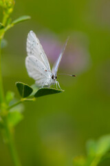 Butterfly. Colorful nature background. Polyommatus amandus. Amanda blue.