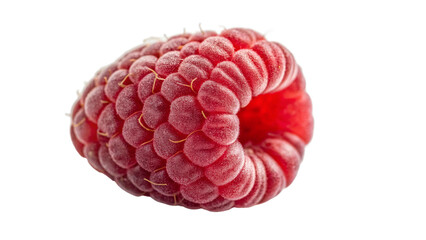 Close up macro shot of a fresh ripe red raspberry fruit isolated on a black studio background view