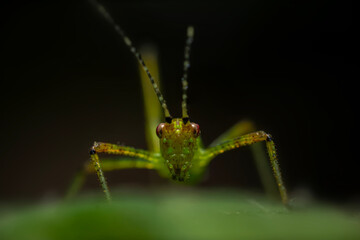 Grasshopper. An insect photographed in its natural habitat. Natural background. High detail and...